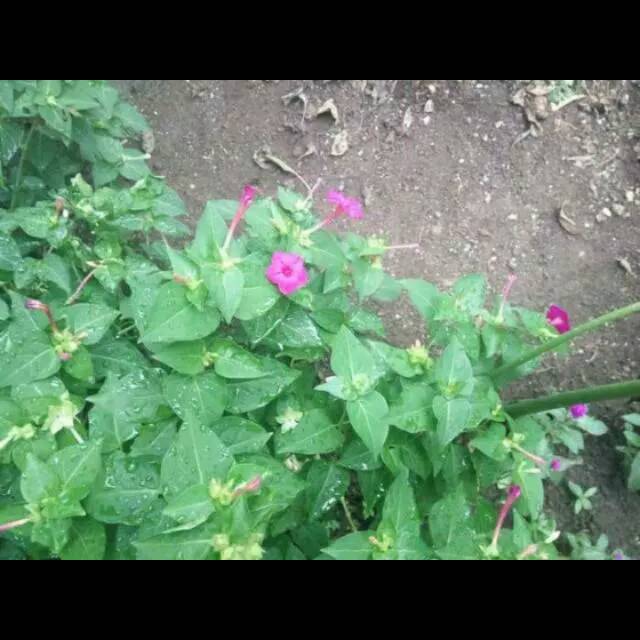 

bibit/benih (biji) bunga pukul empat /Mirabilis jalapa isi 20pcs