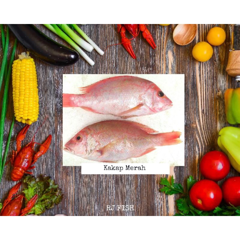 Ikan Kakap Merah Fresh Beku RJ Fish