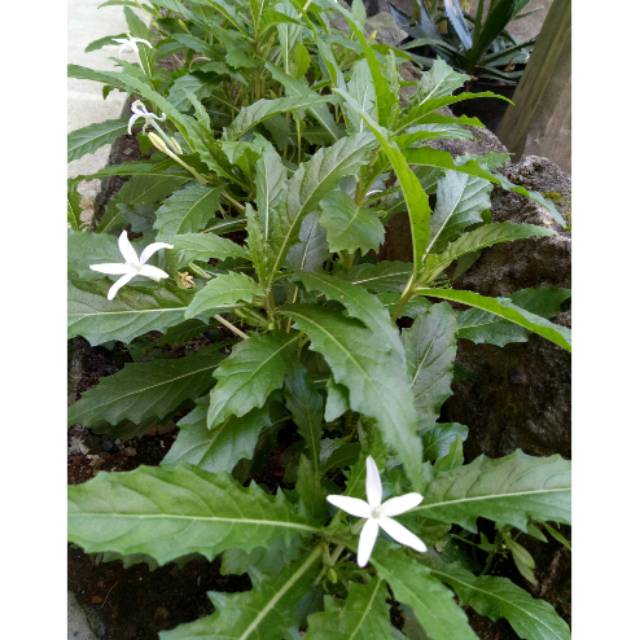 

Daun kitolod segar 500gram organik siap petik