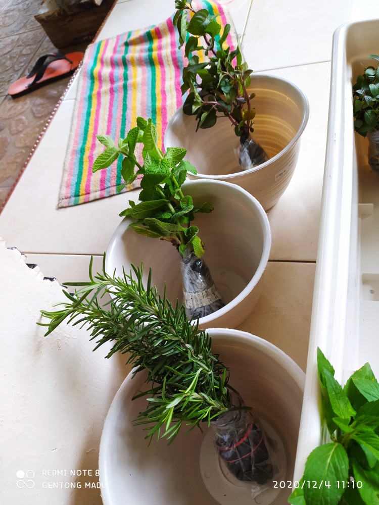 Mentha Spicata - Spearmint - Tanaman Spearmint