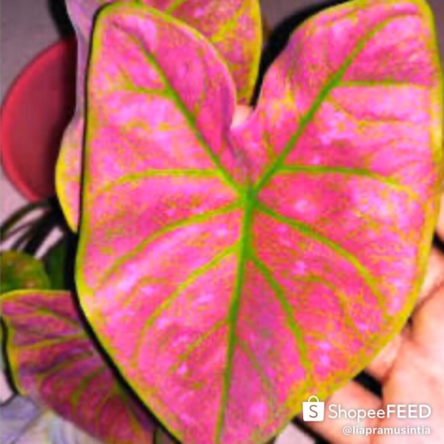 Caladium Keladi Hias Green Spider Shopee Indonesia