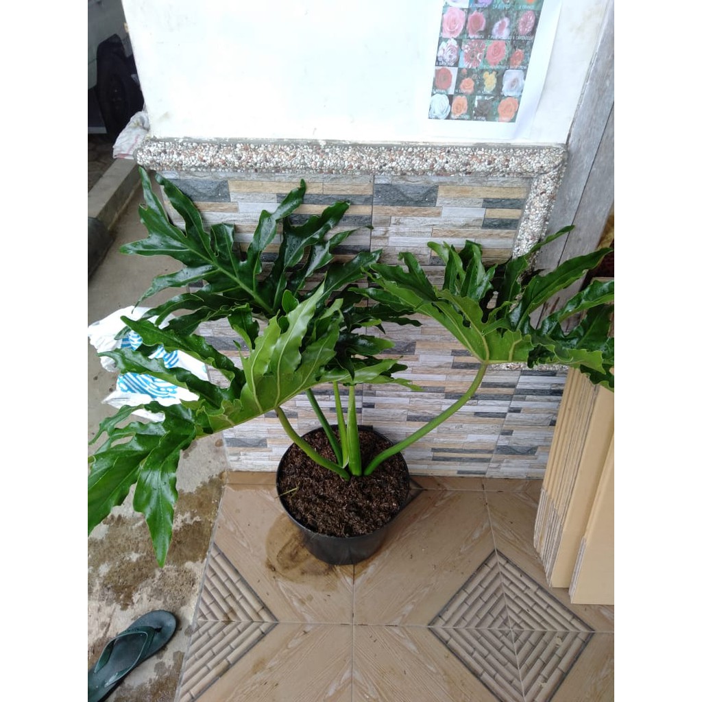 philodendron selloum dewasa/besar