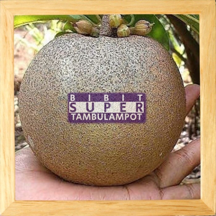 KWALITAS TERBAIK Bibit Tanaman Buah Sawo Mentimun Okulasi Stek Cangkok Unggul TERMURAH