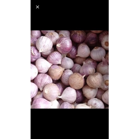 

BAWANG PUTIH TUNGGAL LANANG FRESS/1KG BESAR