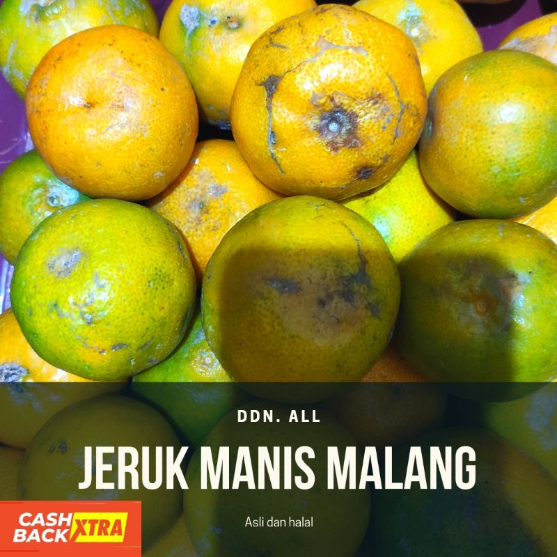 

Jeruk Manis Malang (stok masih kosong di kebun)