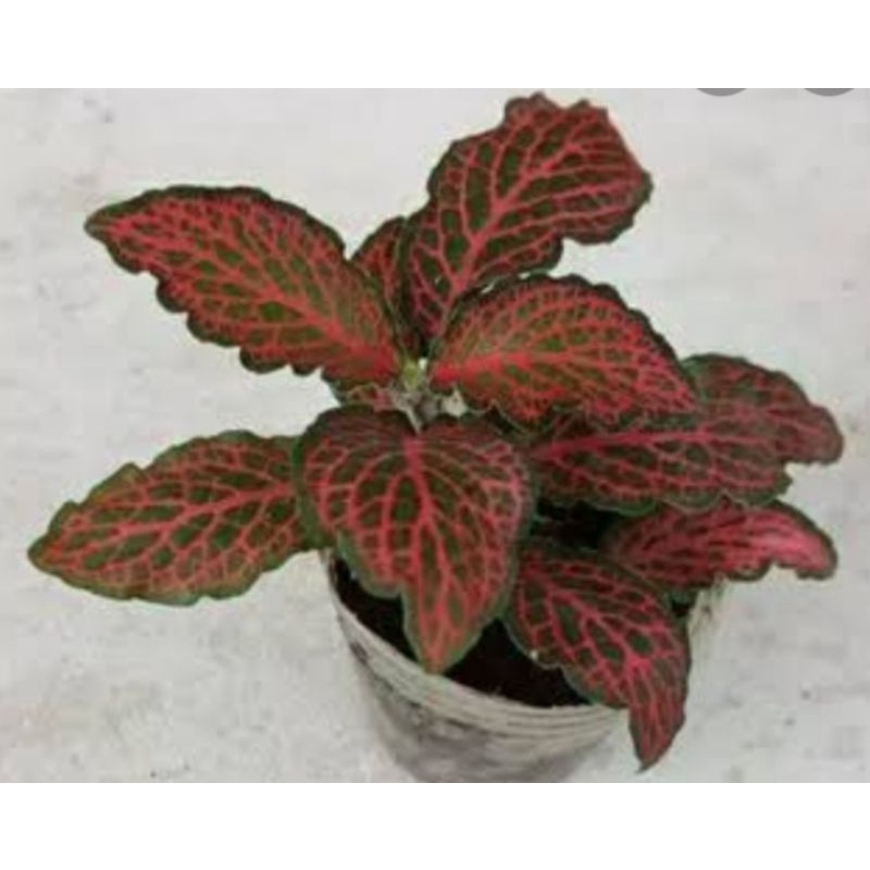 tanaman hias hidup Fittonia Red cantik murah