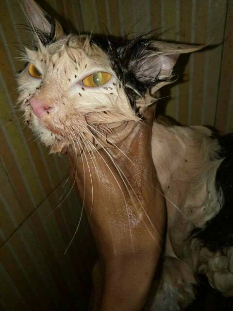 Shampo anti kutu ampuh | shampo anti  jamur | shampo degreaser | shampo kucing | shampo all inbone 250 ml