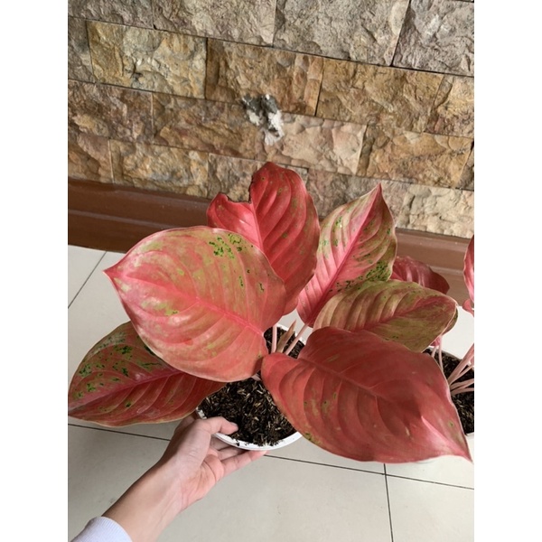 aglonema streptease mutasi striptis