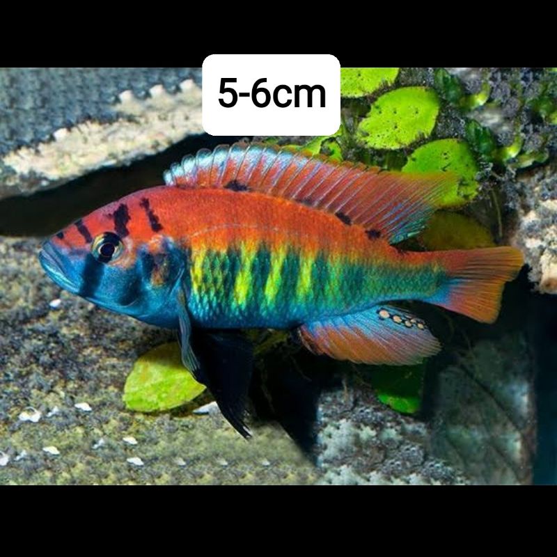 cichlid pundamilia Nyererei 5-6cm