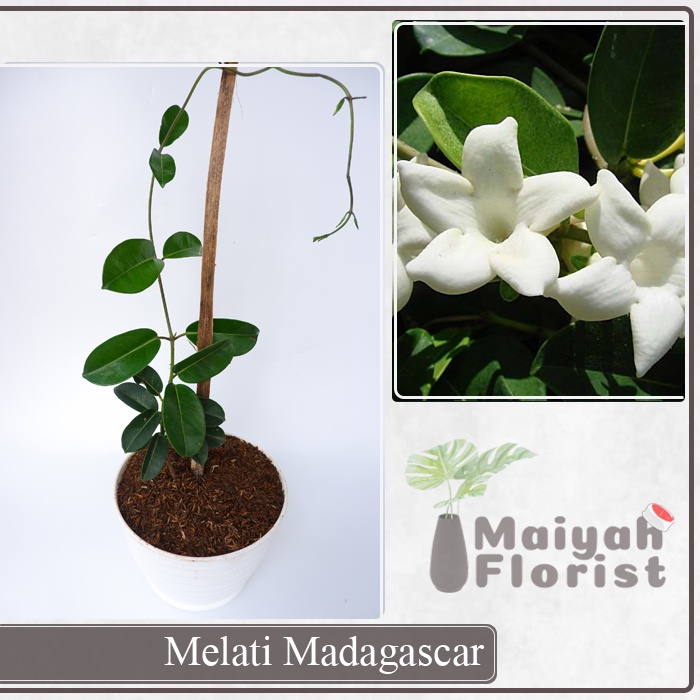 Melati Madagascar - Madagascar Jasmine - Stephanotis floribunda - Tanaman Hias