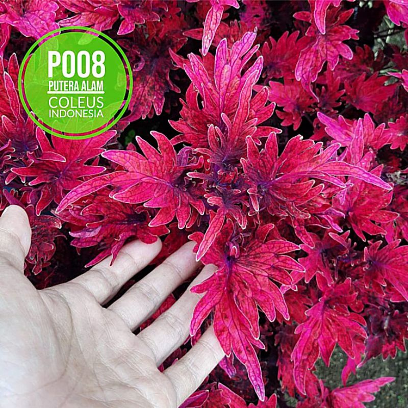 Miana id naga merah/Miana premium/langka