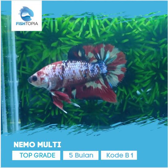 IKAN CUPANG NEMO MULTICOLOR TOP GRADE IKAN HIAS AQUARIUM