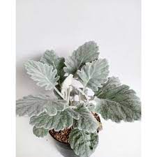 Silver dust daun besar - TANAMAN PUTRI SALJU / SILVER DUST DAUN LEBAR bunga kembang hias murah