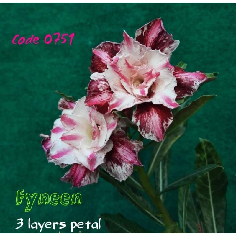 Adenium bunga tumpuk "Fyneen"