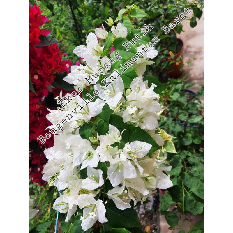 tanaman bibit bunga Bougenville ekor musang putih import bogenvil ekor musang putih
