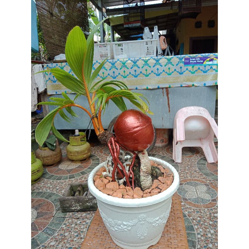 Bonsai kelapa gading / Bonkla