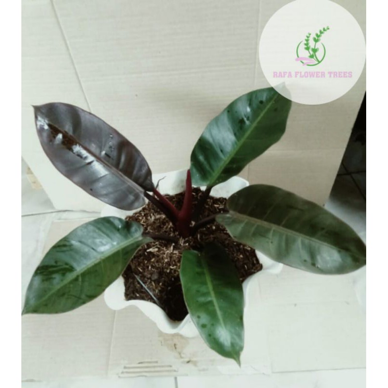 [ REALPICT ]anaman hias Philodendron BLACK CARDINAL ORI