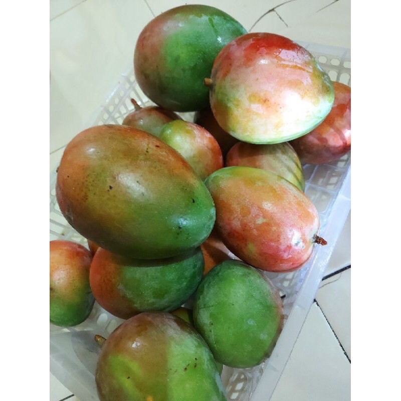

MANGGA KYOJAI/kg