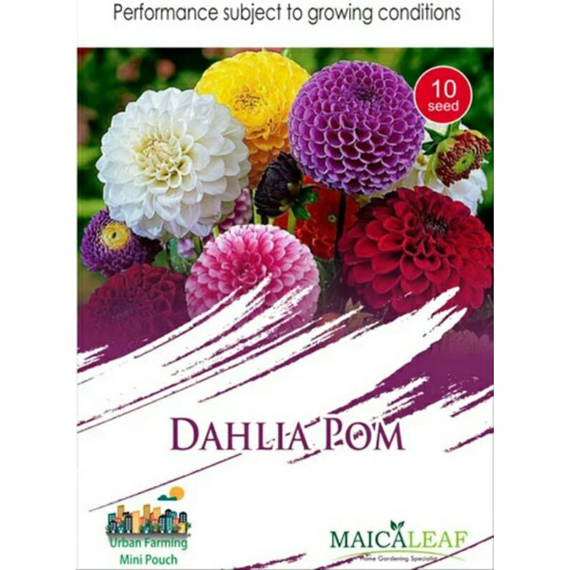 

DAHLIA POM isi 10 biji