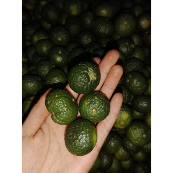 JERUK LIMO /LIMAU FRESH 1KG