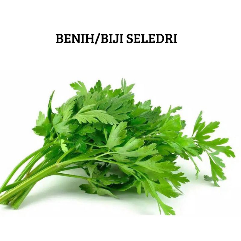Benih Biji Seledri