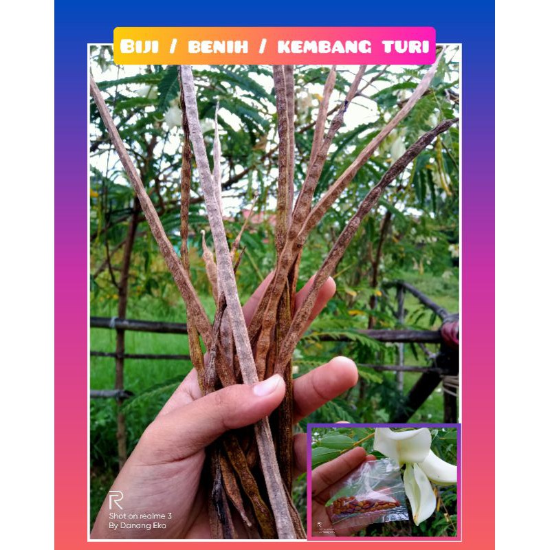 biji turi putih Super ( 25 biji/pis ) / bibit Kembang turi putih