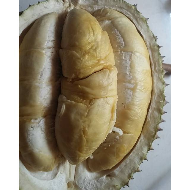 

Durian montong susu asli wonosobo