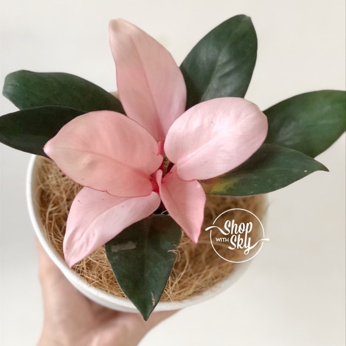tanaman hias Philo pink kongo - philodendron pink Kongo
