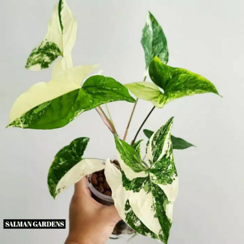 Tanaman Hias Syngonium albo variegata - Syngonium albo variegata