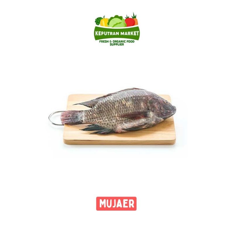 

Ikan Mujaer Nila / Mujair Per Kg / Ikan Segar