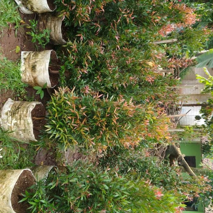 Tanaman hias pucuk merah tinggi 75cm - pucuk merah