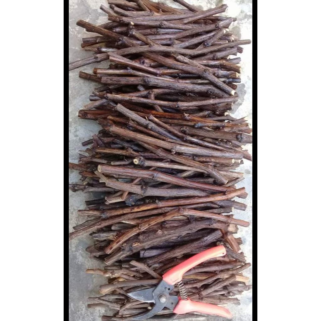 Ready 10 Bibit Stek Cutting Anggur Ninel Varietas Import