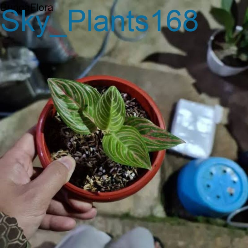 Anakan Aglonema Golden Hope