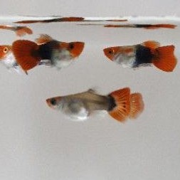 ikan guppy Tuxedo koi Ballon/short Body