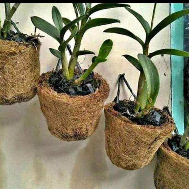 POT ANGGREK POT BONSAI GANTUNG TEMPEL SERABUT KELAPA
