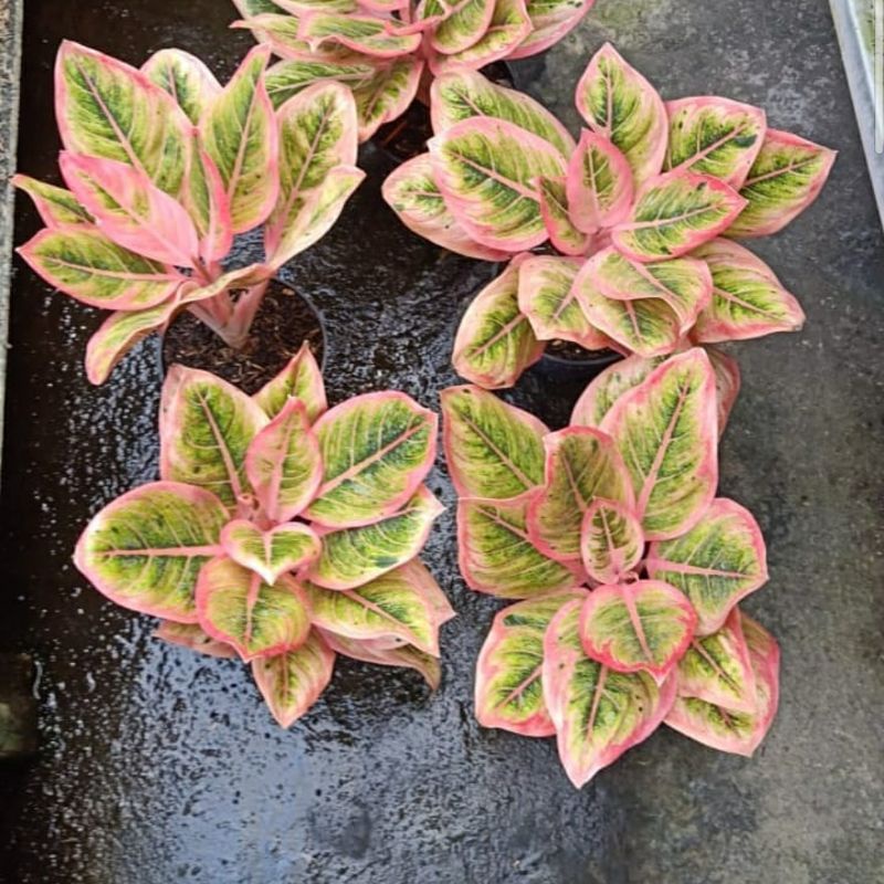 Bonggol bertunas aglonema lotus delight