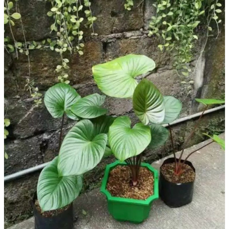 kaladium halamonema#keladi hijau merah #keladi green red