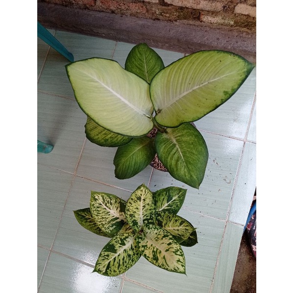 Paket Aglonema Diven Harmoni / Diven Candi