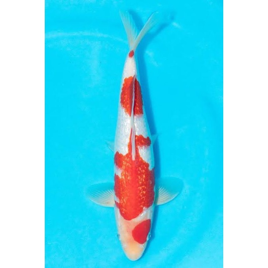 ikan koi kohaku ginrin ukuran 20-22cm