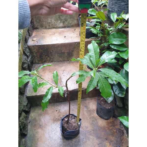 Tanaman abiu siap buah