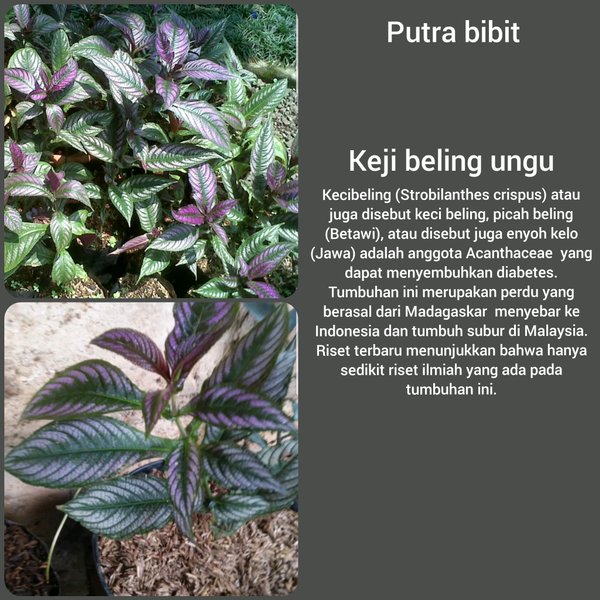 Bibit tanaman keji beling ungu