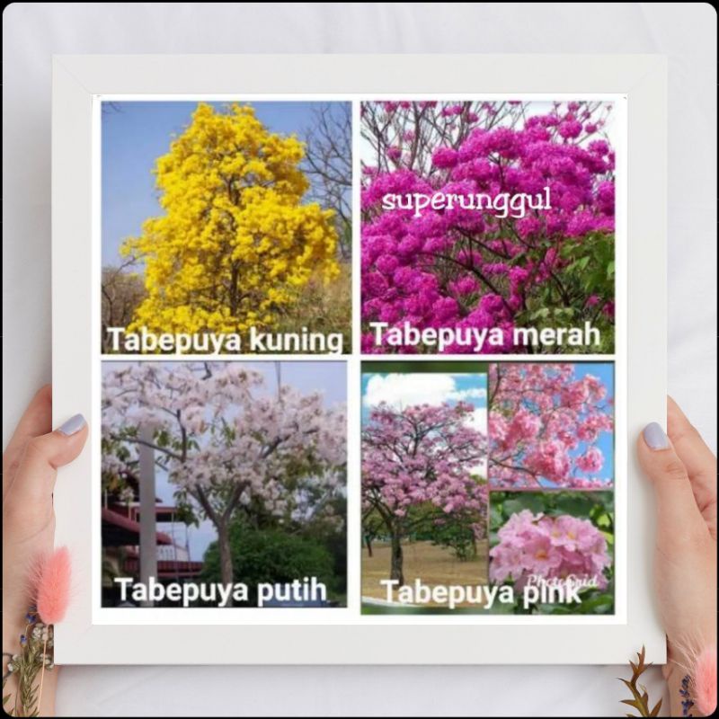 Satu paket bibit tabebuya
