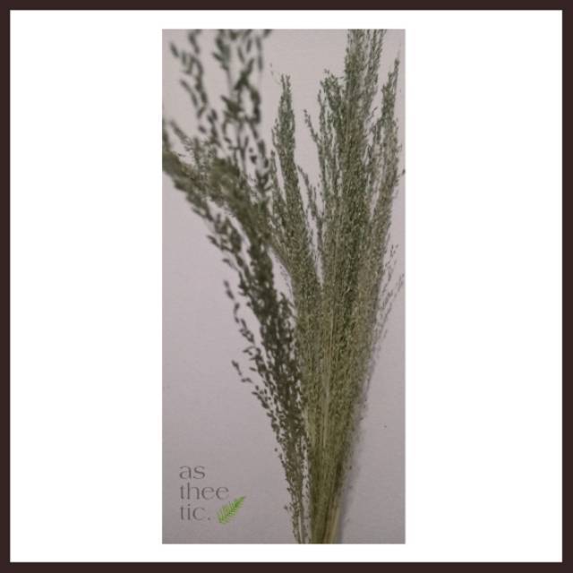 Dried Flower Sprinkle Grass Rustic Padi  padian Hiasan  