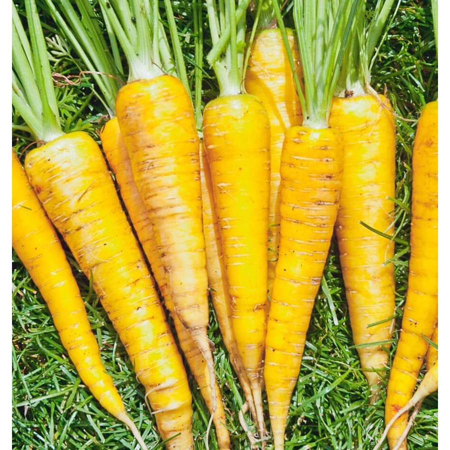 Benih Bibit Biji - Carrot Yellowstone Wortel Kuning Cerah Seeds - IMPORT