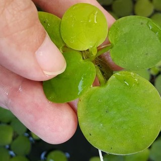 Amazon Frogbit Tanaman  Aquascape Apung  Limnobium 