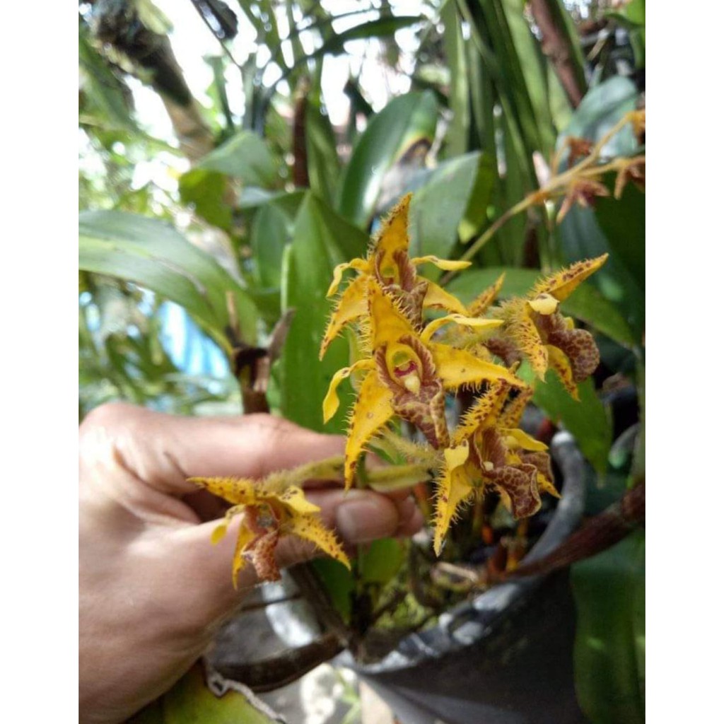 Dendrobium Macrophyllum Sulawesi SPIKK