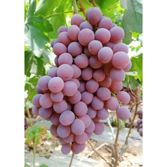 bibit anggur merah import