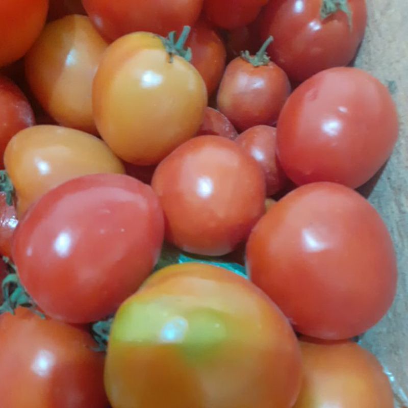 

tomat sayur