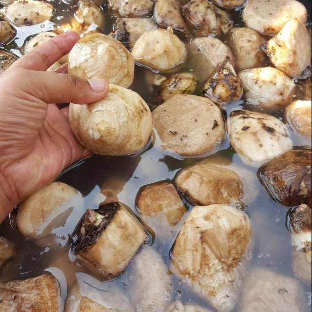 Benih Tunas Bonggol Pisang Cavendish Giant