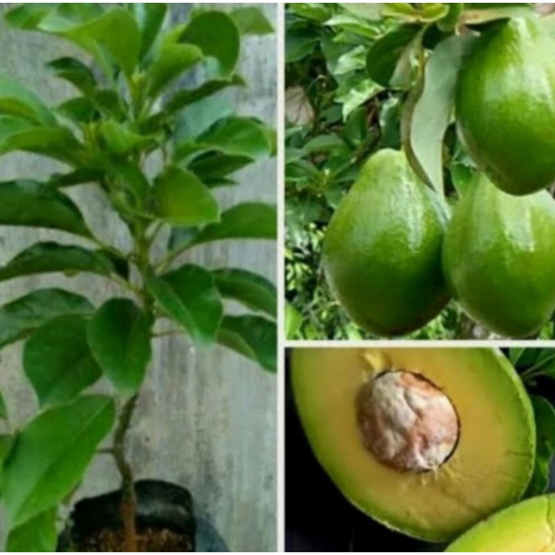 Pohon Alpukat Mentega Okulasi Bibit Tanaman Pohon Buah Alpukat Mentega